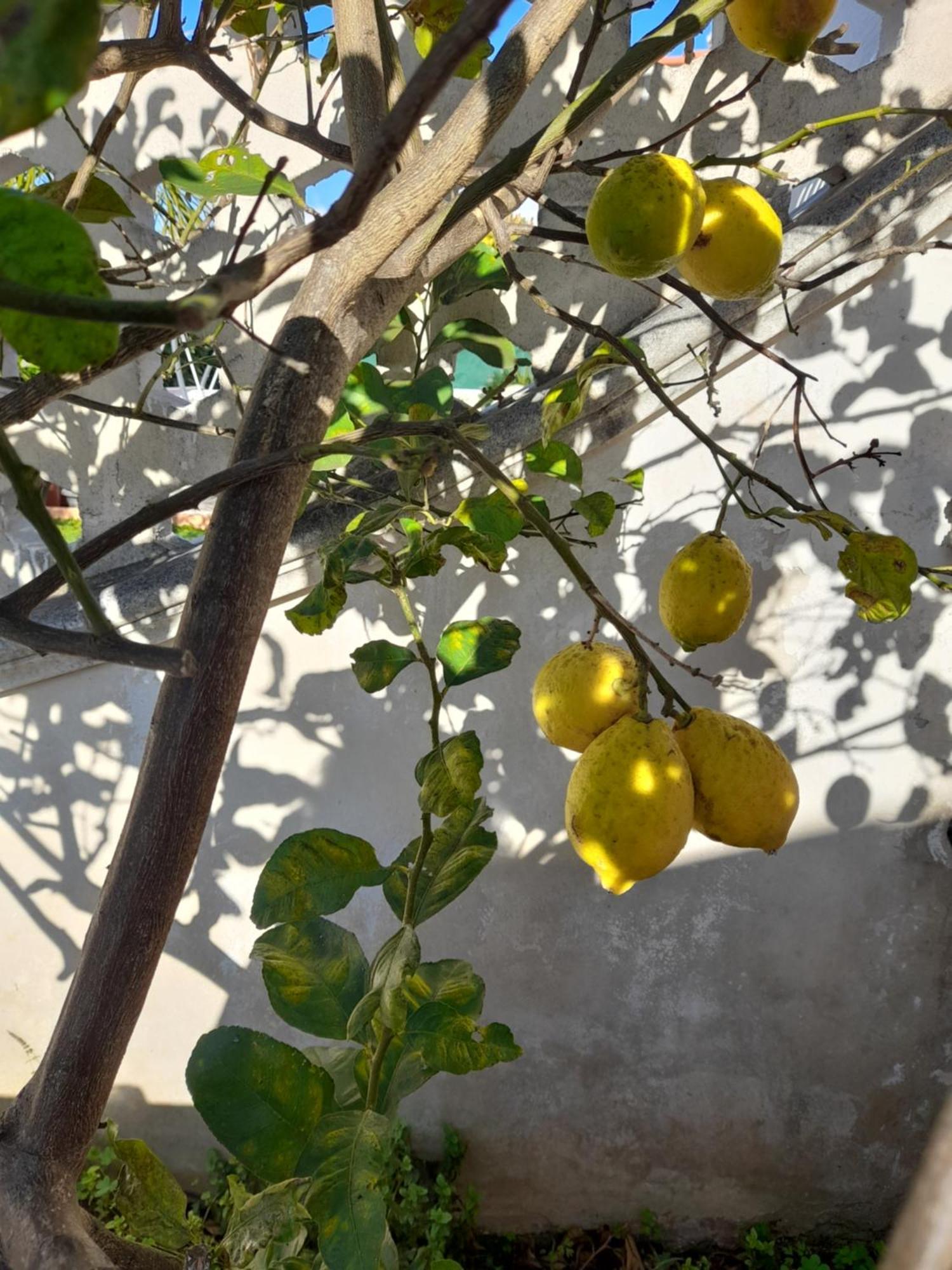 Villetta Da Fedro 莱波拉诺 外观 照片